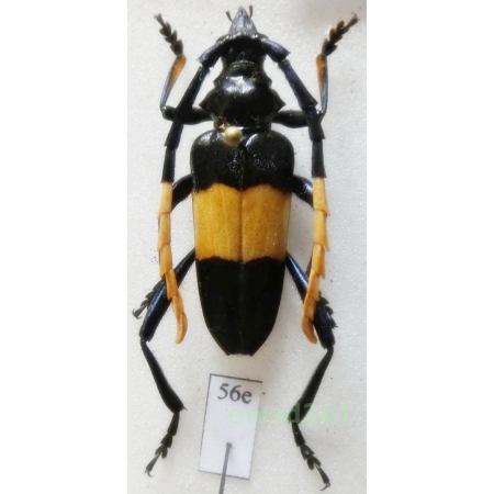 Pachyteria dimidiata Westwood, 1848 33mm Thailand56e